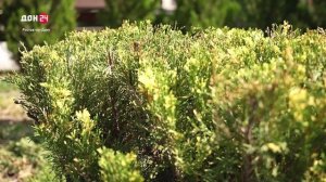 Конкурс палисадников