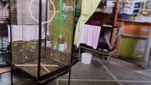 кролики и коты