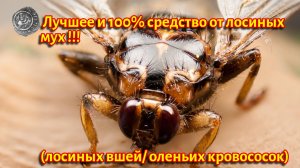 Лучшее средство от лосиных мух, оленьих кровососок, лосиных вшей, 100% работает!