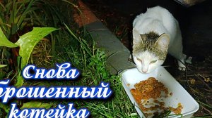 Снова брошенный котейка.