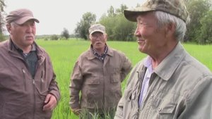 Умнуллубут омоон суолларынан: "Чинэки" холкуос олоҕуттан