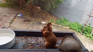 субботний вольный зоопарк