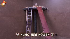 Видео для кошек про крысок развлекать питомцев 🐭🐀😂 (316)