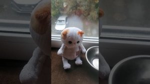 Мне подкинули кошечку лили