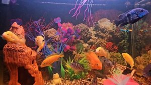 Аквариум 2025.mp4