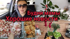 Будни мамы. Хорошие новости.Цены на чеснок шок😱 Мои цветы. Грибы Лисички 🍄