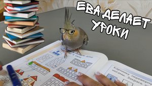 Попугай корелла делает уроки)