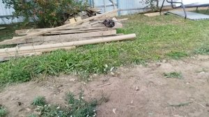 Наконец-то привезли землю. Утята 🐣 гуляют. Цыплят 🐤 накормила. Начала устанавливать мини пруд