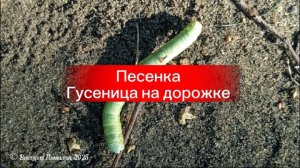 Весёлая песенка Гусеница на дорожке
