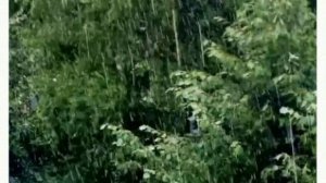 ИОСИФ МАНДЕЛЬШТАМ. ДОЖДЬ.