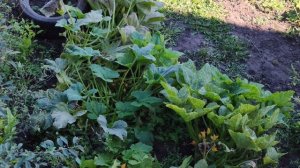 13-09-2025 в огороде растут кабачки, спокойная деревенская жизнь