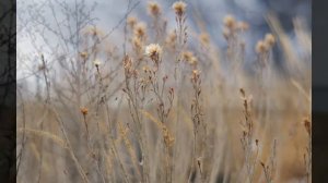 СУХОЦВЕТ. Инна Кучерова. Читает автор