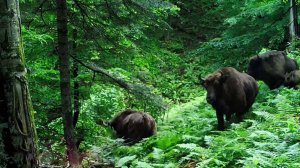 В Кавказском заповеднике стало больше зубров