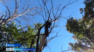На страже безопасности: улицы Вологды очищают от аварийных деревьев