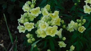 05=05=2025   ХОР   ник    (81)