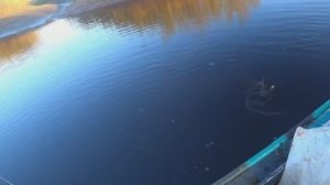 ЗУБАСТАЯ ЧЕРТОВКА ТОПОВЫХ РАЗМЕРОВ/ОТЛИЧНЫЙ ТРОФЕЙ