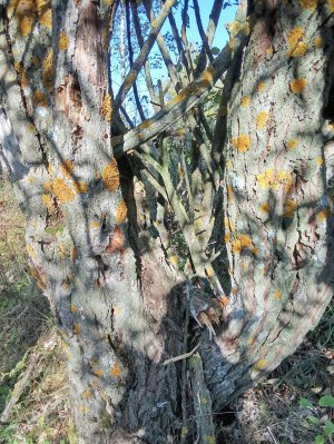 СТРОИМ ШТАБ | С ДРУЗЬЯМИ.