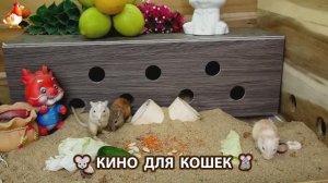 Видео для кошек про крысок развлекать питомцев 🐭🐀😂 (317)