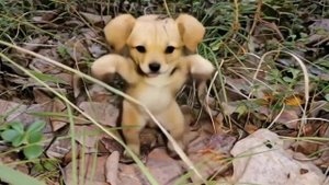 Грибок-собака