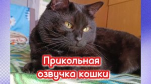 Кошки с озвучкой.