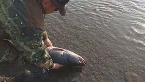 ТАЙМЕНЬ УХОДИТ НА СВОБОДУ/ПОЙМАЛ ОТПУСТИ