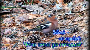 Как выглядит птица зяблик