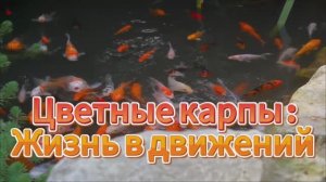 Цветные карпы : Жизнь в движений