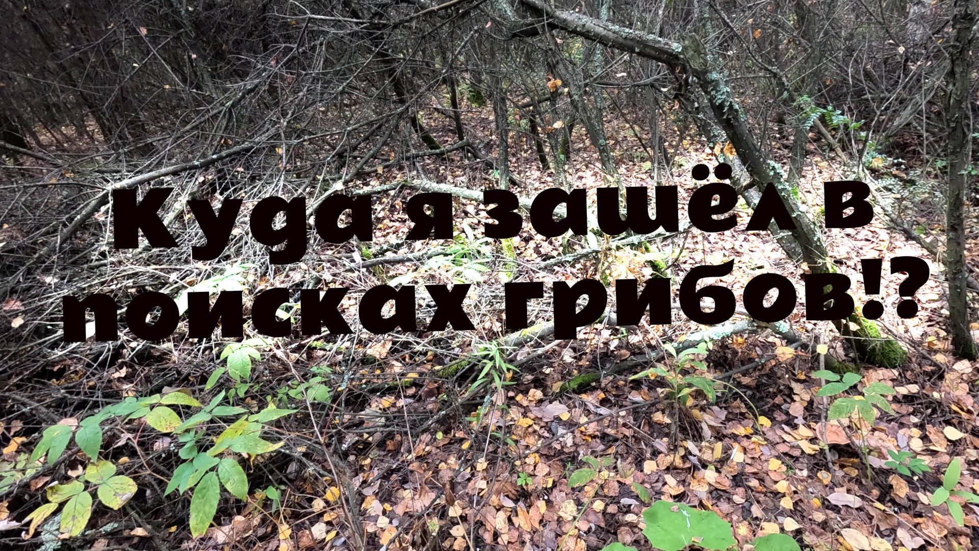 В поиске груздей! Грибник ушёл в непроходимый лес за грибами! Подберёзовики волнушки грузди...