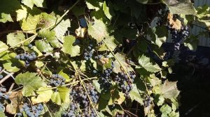 Виноград Южного Урала.