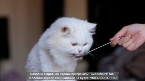 Жизнь четвероногих аристократов! Собаки, кошки и не только.