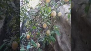 В каком благодатном краю мы живём! Уруссу