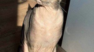 В ночном пожаре в квартире Санкт-Петербурга обвинили домашнего питомца