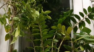 Сонет плачущей осени...