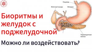 Биоритмы и желудок с поджелудочной. Как включить здоровье.