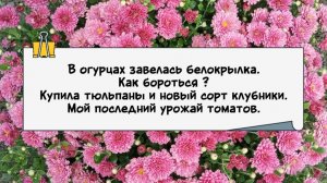 13-09-2025В огурцах завелась белокрылка.Как бороться?Мой последний урожай томатов.