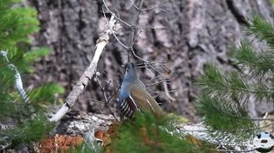 Калифорнийский горный перепел Oreortyx pictus