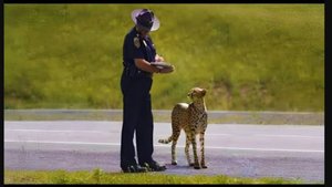 🤪 Самые безумные встречи с дикими животными всех времен 🤪