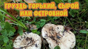 Груздь горький, сырой или островной