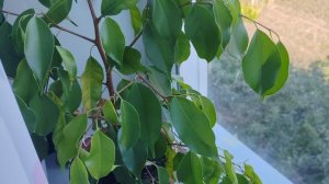 13-09-2025 комнатные цветы в деревне, уют дома