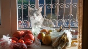 Кот и персики. С помидорами 🍅🍅