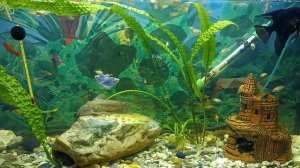 Аквариумная жизнь