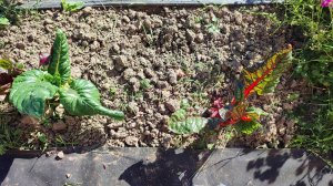 Травка за травкой, или почему копаю медленно