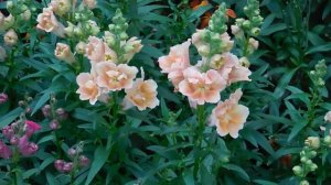 05=05=2025   ХОР    ник    (76)