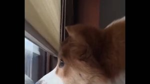 🐶Собаки — комики, которые заслуживают 2 Оскара 😁 Самые смешные видео с животными