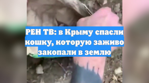 РЕН ТВ: в Крыму спасли кошку, которую заживо закопали в землю