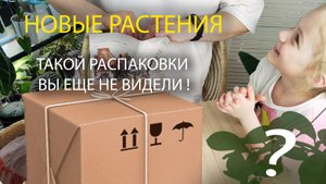 НОВЫЕ РАСТЕНИЯ | РАСПАКОВКА