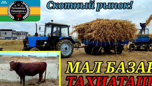 13-09-2025 СКОТНЫЙ РЫНОК -МАЛ БАЗАР 🐄