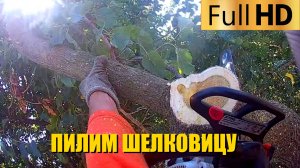 Пилим шелковицу | Спил и обрезка деревьев и кустарников в Краснодаре