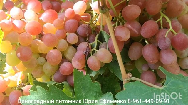 виноград Ливия смотреть онлайн