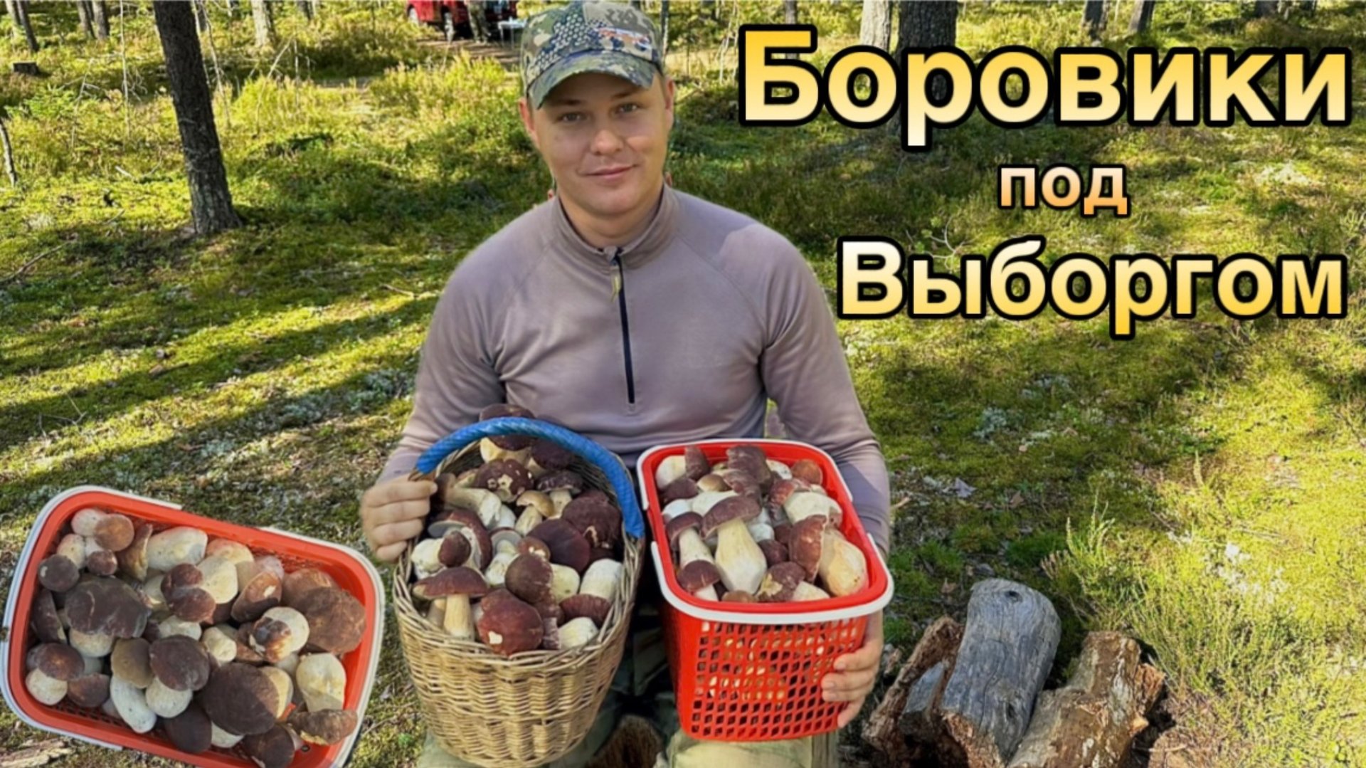 Полные корзины Боровиков под Выборгом / Где собирают Боровиков под Выборгом смотреть онлайн